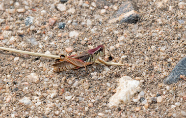 A Migratory Grasshopper (Melanoplus sanguinipes) Perched on the Ground on Dirt and Dried Vegetation