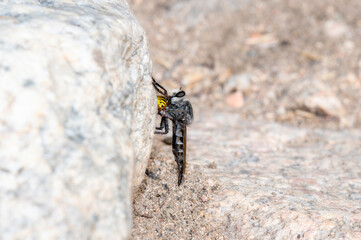 A Huge Black Robber Fly (Promachus albifacies) Holding a Prairie Yellowjacket
