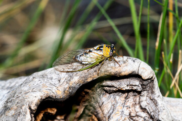 A Plains Cicada (Megatibicen dealbatus) Perched on a Large Tree Stump in Eastern Colorado