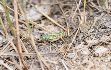 A Thistle Grasshopper (Aeoloplides turnbulli) Perched on the Ground on Dried Vegetation