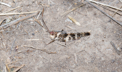 A Say's Grasshopper (Spharagemon equale) Perched on the Ground with Dirt and Dried Vegetation