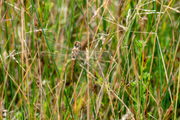 A Newly Emerged Variegated Meadowhawk Dragonfly (Sympetrum corruptum) Rests on a Stalk of Grass as its Wings Dry in the Sun