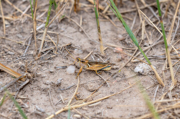 A Packard's Grasshopper (Melanoplus packardii) Perched on the Ground on Dried Vegetation