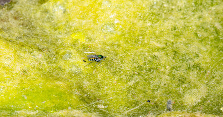A Long-legged Fly in the Subfamily Hydrophorinae Walks on the Mossy Surface of a Small Pond in Eastern Colorado