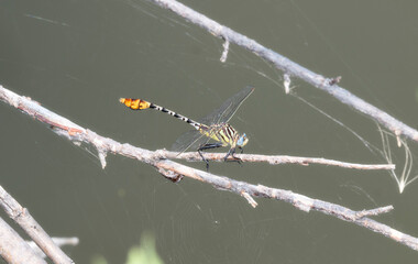 Spiny Flagtail (Dromogomphus spoliatus) Dragonfly Perched on a Dead Branch over Water