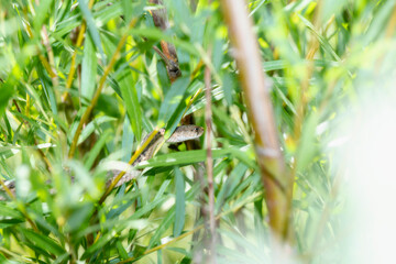 A Wandering Garter Snake (Thamnophis elegans vagrens) Moving Through Dense Vegetation in the Mountains of Colorado