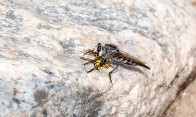 A Huge Black Robber Fly (Promachus albifacies) Holding a Prairie Yellowjacket