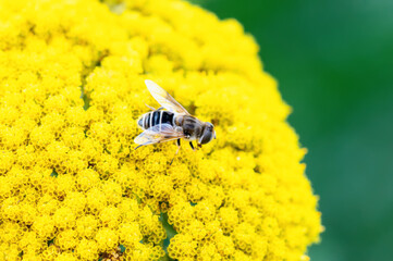 A European Drone Fly (Eristalis arbustorum) Seeks Pollen on a Bright Yellow Flower