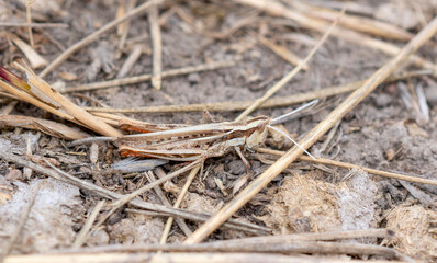 A Velvet-striped Grasshopper (Eritettix simplex) Perched on the Ground on Dried Vegetation