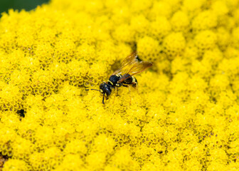 A Predatory Bee-Hunting Wasp, the Hump-backed Beewolf (Philanthus gibbosus) Seeks Pollen on a Bright Yellow Flower