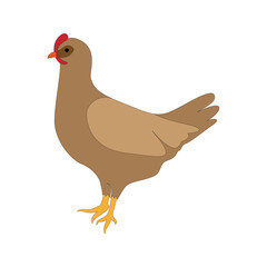 hen, vector poultry farm Illustration on a white background