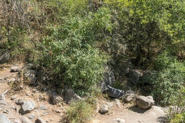 Picturesque thickets on the edge of a gorge in the mountains of Armenia.