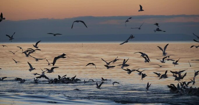 Sea gulls fishing at sunset, Mediterranean sea, France