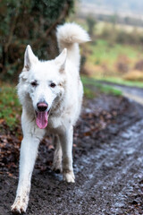 Chien berger suisse jouant dans la boue d’un chemin de la campagne normande par temps de pluie (Normandie, France)