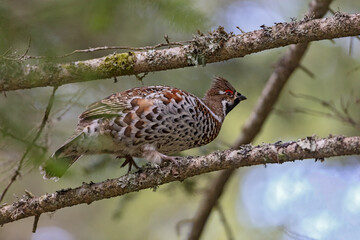 Gélinotte des bois (bonasa bonasia) mâle branché. Alpes. France