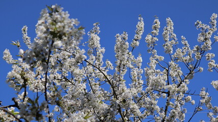 czereśnia