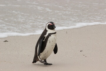 Fototapeta premium African Penguins at Boulders Beach, Simon's Town, Cape Town, South Africa