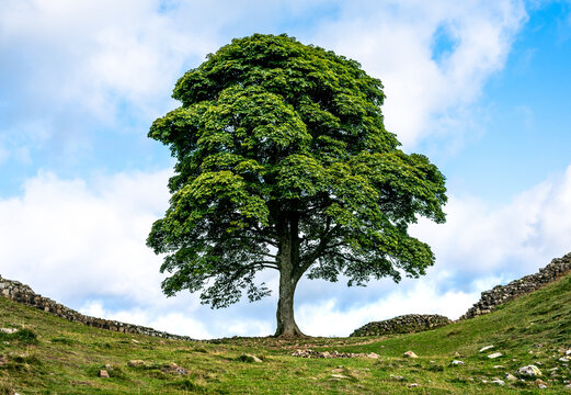 Ancient Tree on Rocky Ground
