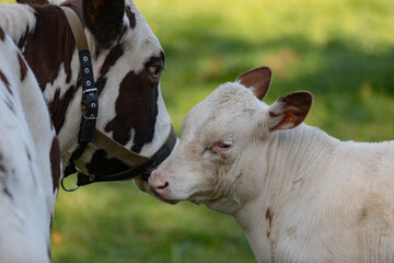 white cow baby and his mother	