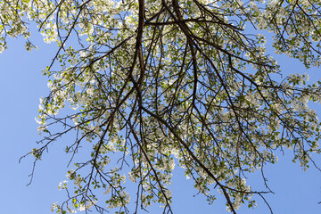Blooming apple tree with white flowers and green fresh leaves and buds is on a blue sky background in a park in spring