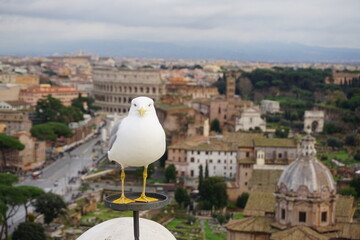 Fototapeta na wymiar view of the city of rome with seagull