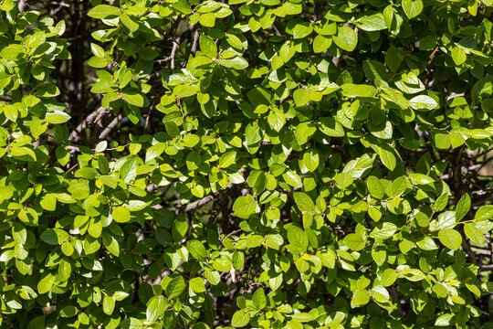 Cotoneaster bushes branch with green leaves and buds are in summer day