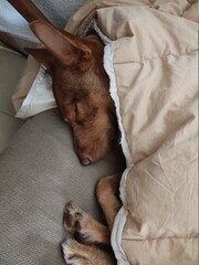 A DREAMING DOG