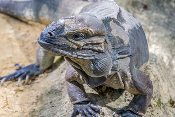 The rhinoceros iguana (Cyclura cornuta) is a threatened species of lizard in the family Iguanidae that is primarily found on the Caribbean island of Hispaniola. The closeup head image.
