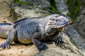 The rhinoceros iguana (Cyclura cornuta) is a threatened species of lizard in the family Iguanidae that is primarily found on the Caribbean island of Hispaniola. The closeup head image.
