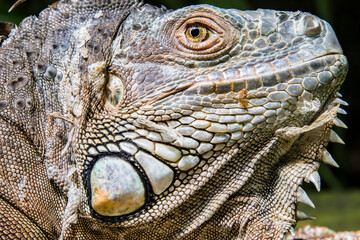 Naklejka premium The Red Iguana(Iguana iguana) closeup image. it actually is green iguana, also known as the American iguana, is a large, arboreal, mostly herbivorous species of lizard of the genus Iguana.