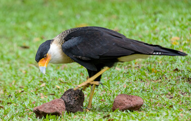 The southern crested caracara (Caracara plancus) stands alone, which is a bird of prey in the family Falconidae, which is restricted to central and southern South America. 