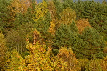 Fototapeta premium autumn in the forest