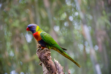 The sunset lorikeet (Trichoglossus forsteni) is a species of parrot that is endemic to the Indonesian islands.  It was previously considered a subspecies of the rainbow lorikeet.