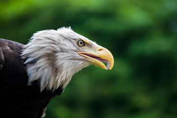 The closeup image of bald eagle (Haliaeetus leucocephalus), a bird of prey found in North America. A sea eagle.
An opportunistic feeder which subsists mainly on fish.