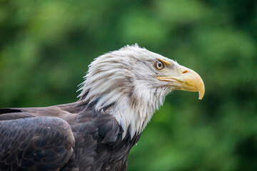 The closeup image of bald eagle (Haliaeetus leucocephalus), a bird of prey found in North America. A sea eagle.
An opportunistic feeder which subsists mainly on fish.