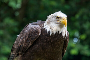 The closeup image of bald eagle (Haliaeetus leucocephalus), a bird of prey found in North America. A sea eagle.
An opportunistic feeder which subsists mainly on fish.