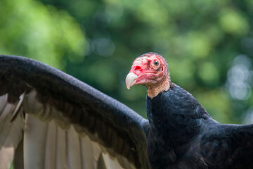 The closeup image of turkey vulture . 
It is the most widespread of the New World vultures.
It is a scavenger and feeds almost exclusively on carrion.