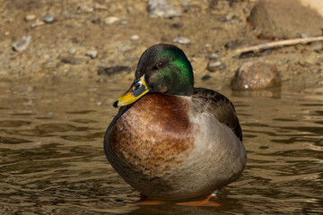 顔が緑色のマガモ