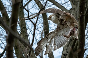 Hawk flying with a rabbit in its claws