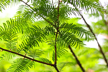 Metasequoia glyptostroboides Goldrush leaves (dawn redwood). Fresh juicy green leaves on rare relic tree branch in rainforest, park, botanical garden. A species is on a verge of extinction in Red Book