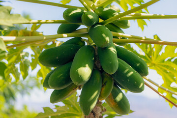 Selective focus of fresh young green papaya on tree in the garden, Agriculture organic farm in countryside with fruit of green papaya hanging on the tree, Thailand.
