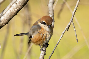 お腹の羽毛が半乾きのモズ