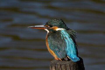かしこまって座るカワセミ