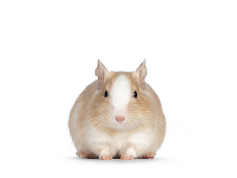 Close up from adult sand piebald degu, standing facing front . Looking towards camera. Isolated on a white background.