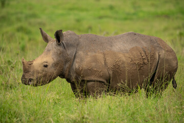 Close-up side view of a white rhino calf, showing skin texture, standing in green grass.