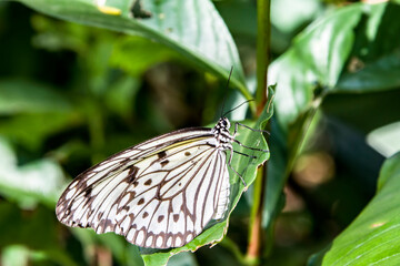 white nymph butterfly (Idea leuconoe) is a butterfly known especially for its presence in butterfly houses and live butterfly expositions.
It is of Southeast Asian origin.