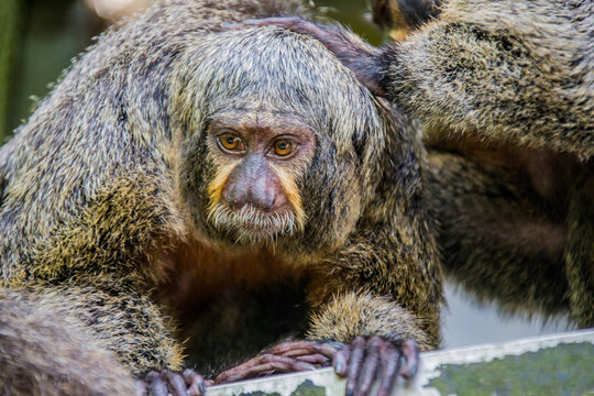 the closeup image of female White-faced saki.
A species of the New World saki monkey,  arboreal creatures and are specialists of swinging from tree to tree, they are also terrestrial when foraging