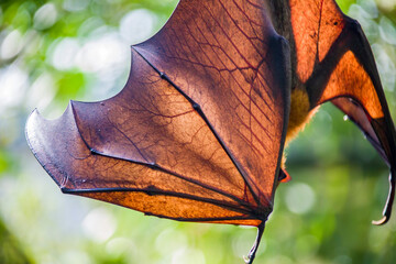 The closeup image of Malayan flying fox (Pteropus vampyrus) wing.
a southeast Asian species of megabat, primarily feeds on flowers, nectar and fruit. 
