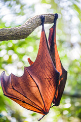 The closeup image of Malayan flying fox (Pteropus vampyrus) wing.
a southeast Asian species of...