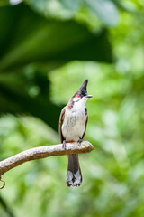 The red-whiskered bulbul (Pycnonotus jocosus) is a passerine bird found in Asia. It is a member of the bulbul family. It is a resident frugivore found mainly in tropical Asia.